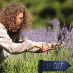 Krista Maans of Seattle enjoys some fresh-cut lavender at Jardin du Soleil Lavender Farm on Sunday. She and a friend from Nashville were enjoying their first Lavender Weekend. Sequim Gazette photo by Michael Dashiell
