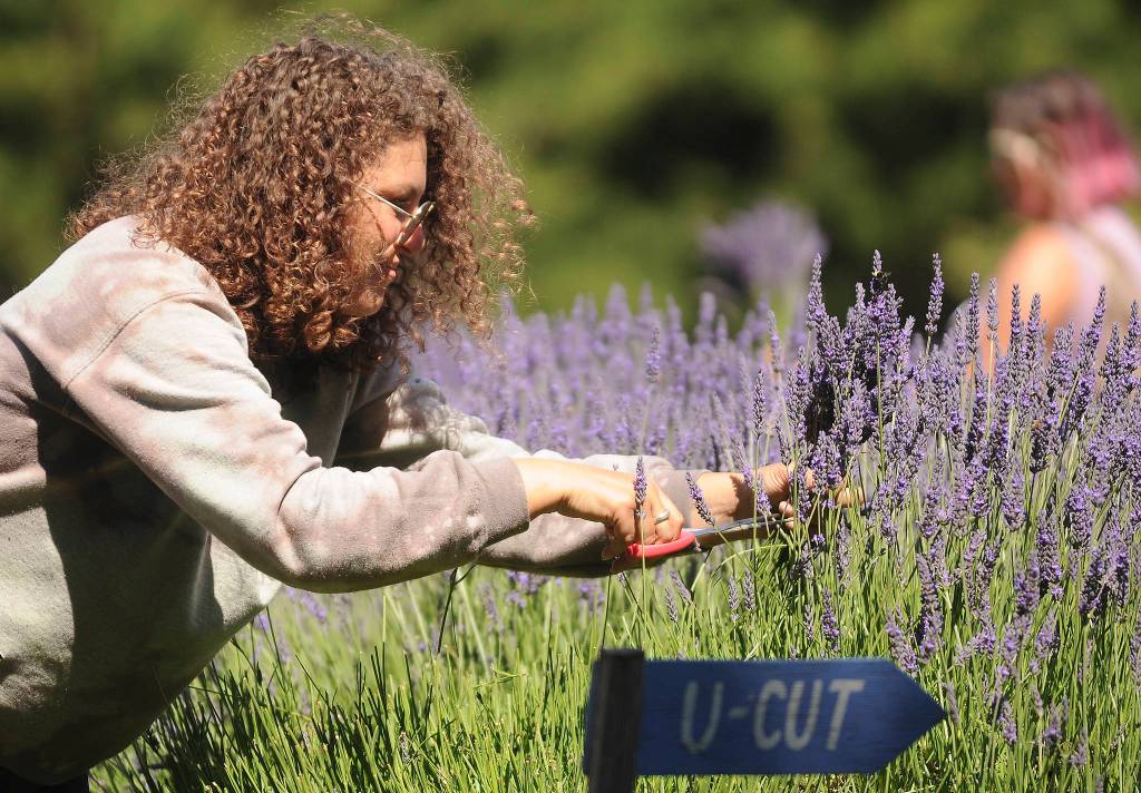 Krista Maans of Seattle enjoys some fresh-cut lavender at Jardin du Soleil Lavender Farm on Sunday. She and a friend from Nashville were enjoying their first Lavender Weekend. Sequim Gazette photo by Michael Dashiell