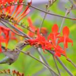 Everyone was into the lavender  well, almost. Sequim Gazette photo by Michael Dashiell