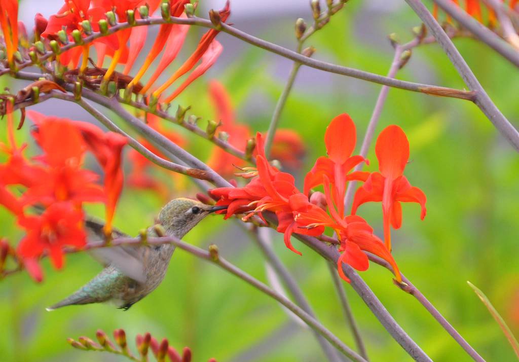Everyone was into the lavender  well, almost. Sequim Gazette photo by Michael Dashiell