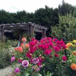 The past and present of the Woodcock Demonstration Garden are topics of conversation in a Saturday, July 24 Zoom presentation. File photo by Lorrie Hamilton