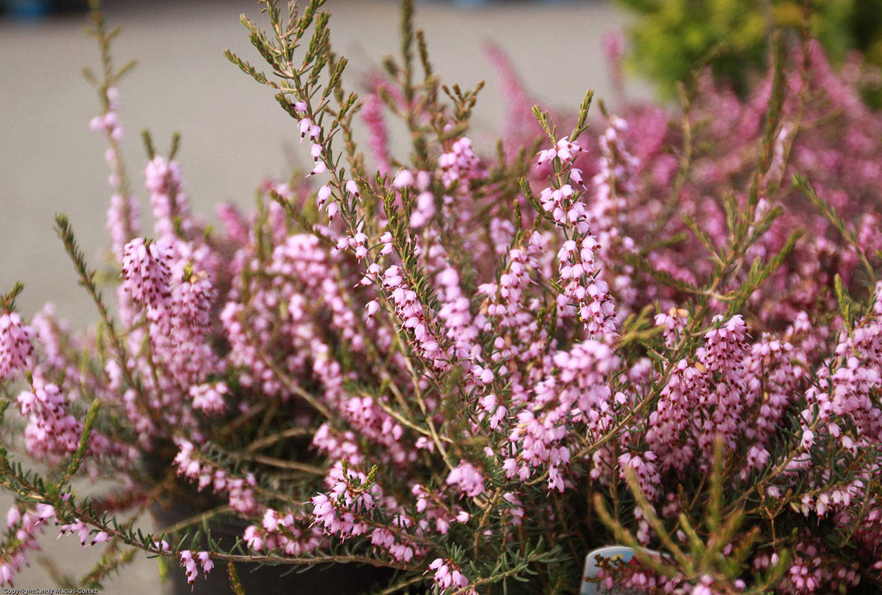 Well-adapted to Sequims climate and soils, heather can be used to provide color in every season of the year. Photo by Sandy Cortez