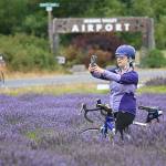 Janine Ledesma, a Tour de Lavender first-timer from the Snoqualmie area, pauses for a moment to record the lavender at B&B Fanily Lavender Farm Saturday afternoon before rejoining the tour ride with her family. Sequim Gazette photos by Michael Dashiell