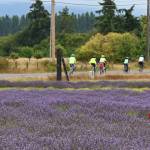 Tour De Lavender riders visit B&B Family Lavender Farm Saturday afternoon. Sequim Gazette photos by Michael Dashiell