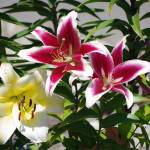 Check out blooming lilies at the Terrace Garden just north of Carrie Blake Community park. Photo by Leslie A. Wright