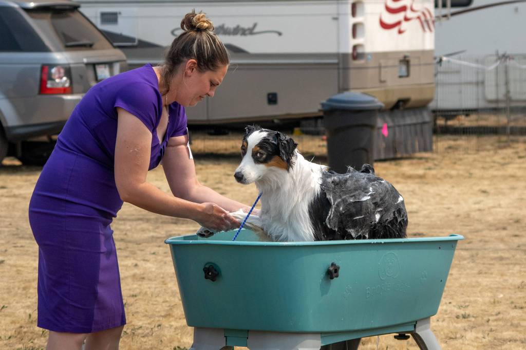 Katie Knudtson of Roy washes Zin who won best of breed for Australian Shepherds in preparation for the herding group and owner handler competition, in the Hurricane Ridge Kennel Club Dog Show at Carrie Blake Community Park on Aug. 1. Sequim Gazette photo by Emily Matthiessen