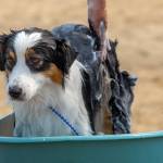 Zin the Australian Shepard tolerates a bath between winning best of breed and going on to the herding group and owner handler competition at the Hurricane Ridge Kennel Club Dog Show in Sequim on Aug 1. Sequim Gazette photo by Emily Matthiessen
