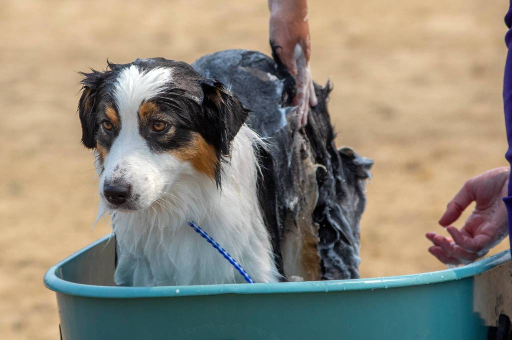 Zin the Australian Shepard tolerates a bath between winning best of breed and going on to the herding group and owner handler competition at the Hurricane Ridge Kennel Club Dog Show in Sequim on Aug 1. Sequim Gazette photo by Emily Matthiessen