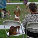Two- and four-legged creatures observe the rat terrier competition at the Hurricane Ridge Kennel Club Dog Show at Carrie Blake Community Park on July 31. Sequim Gazette photo by Emily Matthiessen