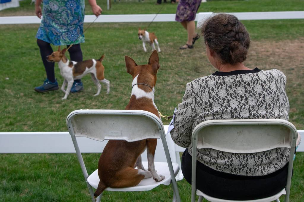 Two- and four-legged creatures observe the rat terrier competition at the Hurricane Ridge Kennel Club Dog Show at Carrie Blake Community Park on July 31. Sequim Gazette photo by Emily Matthiessen