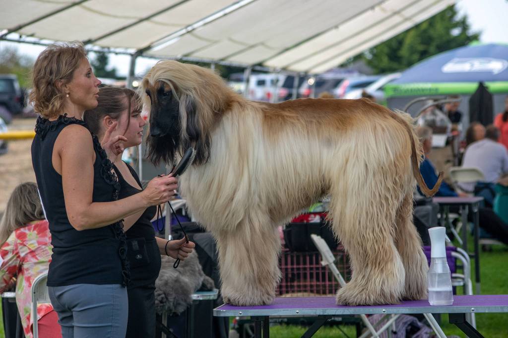 Natalia Piper grooms her Afghan hound Chigan with junior handler Vienna Harris of Enumclaw in the day grooming area of the Hurricane Ridge Kennel Club Dog Show on Aug. 1 at Carrie Blake Community Park in Sequim. Sequim Gazette photo by Emily Matthiessen