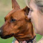 Therapy dog Riot, a German pinscher, attends the therapy certification trials with Lorraine Shore during Hurricane Ridge Kennel Clubs Dog Show in Carrie Blake Community Park in Sequim on Aug 1. Sequim Gazette photo by Emily Matthiessen