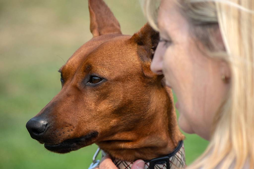 Therapy dog Riot, a German pinscher, attends the therapy certification trials with Lorraine Shore during Hurricane Ridge Kennel Clubs Dog Show in Carrie Blake Community Park in Sequim on Aug 1. Sequim Gazette photo by Emily Matthiessen