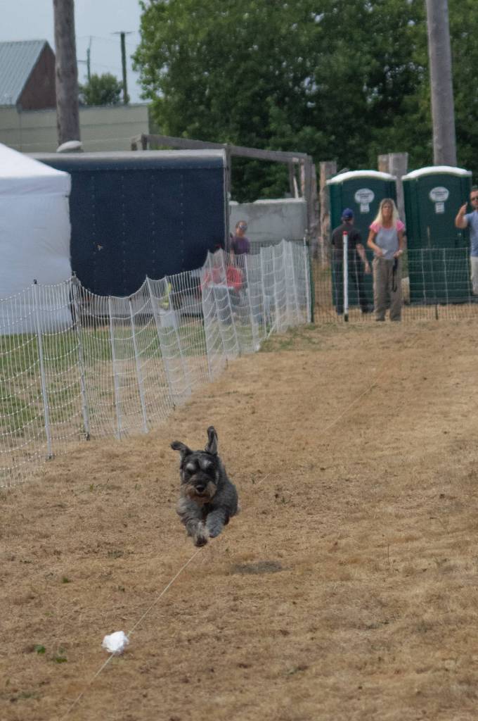 Ryker, a standard Schnauzer belonging to Jane Walker of Bothell chases the white plastic in the Fast CAT speed test during Hurricane Ridge Kennel Clubs Dog Show at Carrie Blake Community Park in Sequim on Aug 1. Walker said, Ryker is only 13 months old but has a high prey drive. A good chase is just one of the things Standard Schnauzers love. As an all purpose farm dog, they are good at many things but ridding the farms of vermin was one of their jobs. This sport is high energy; tapping into a dogs natural prey drive and their love for a good, fast run! The smiles on their faces as they run tell it all. Sequim Gazette photo by Emily Matthiessen