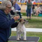 Russell terrier Zipper and Eileen Nesberg prepare to be judged at the best of breed competition at Hurricane Ridge Kennel Club dog show at Carrie Blake Community Park on July 31. Sequim Gazette photo by Emily Matthiessen