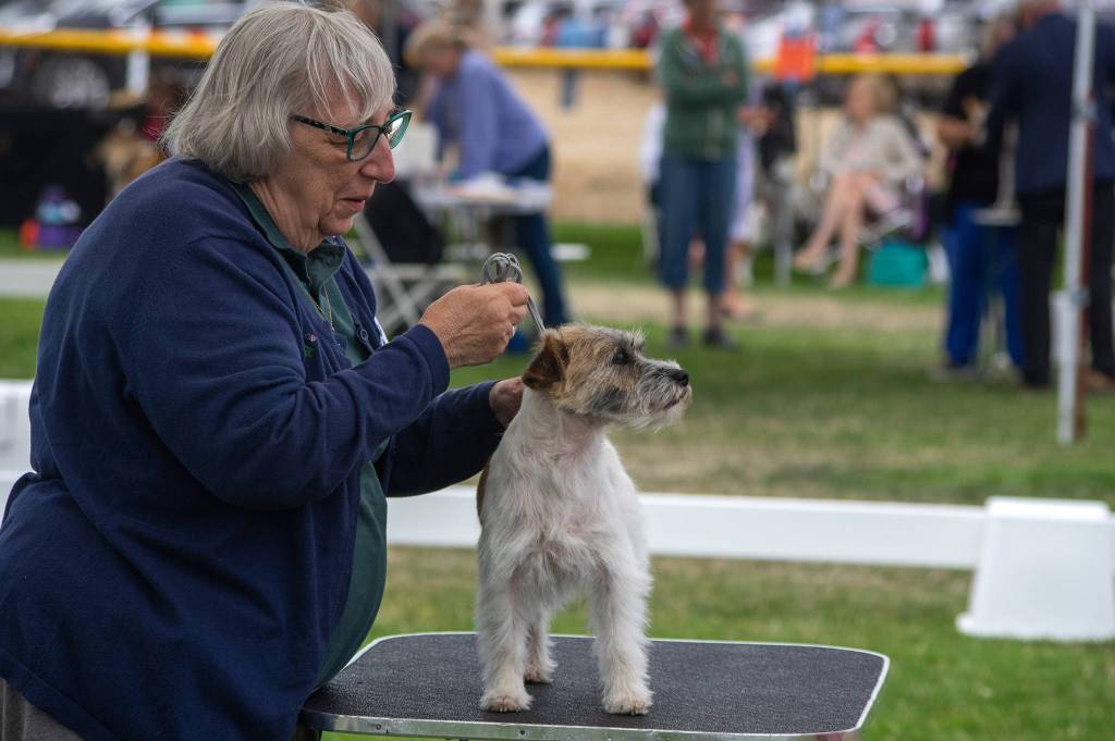 Russell terrier Zipper and Eileen Nesberg prepare to be judged at the best of breed competition at Hurricane Ridge Kennel Club dog show at Carrie Blake Community Park on July 31. Sequim Gazette photo by Emily Matthiessen