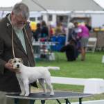 Ross Nesberg helps Russell terrier Puddles assume a good posture for being judged by Vandra Huber at the Hurricane Ridge Kennel Club dog show at Carrie Blake Community Park on July 31. Sequim Gazette photo by Emily Matthiessen