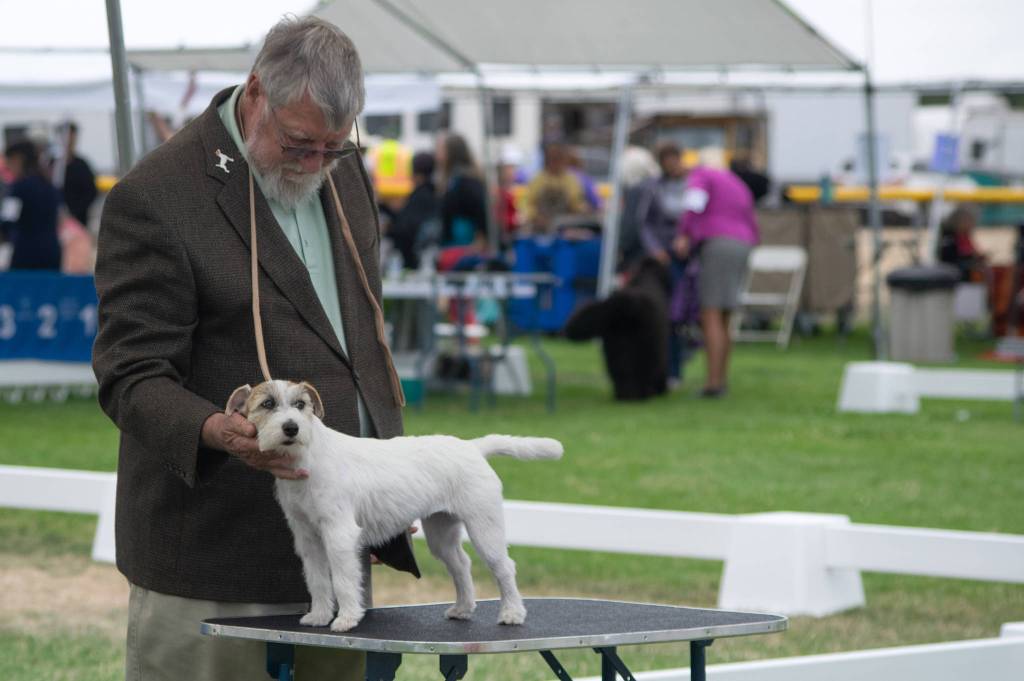 Ross Nesberg helps Russell terrier Puddles assume a good posture for being judged by Vandra Huber at the Hurricane Ridge Kennel Club dog show at Carrie Blake Community Park on July 31. Sequim Gazette photo by Emily Matthiessen