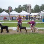 Dogs line up in the best puppy division on Saturday, July 31, at the Hurricane Ridge Kennel Club Dog Show at Carrie Blake Community Park in Sequim. Sequim Gazette photo by Emily Matthiessen