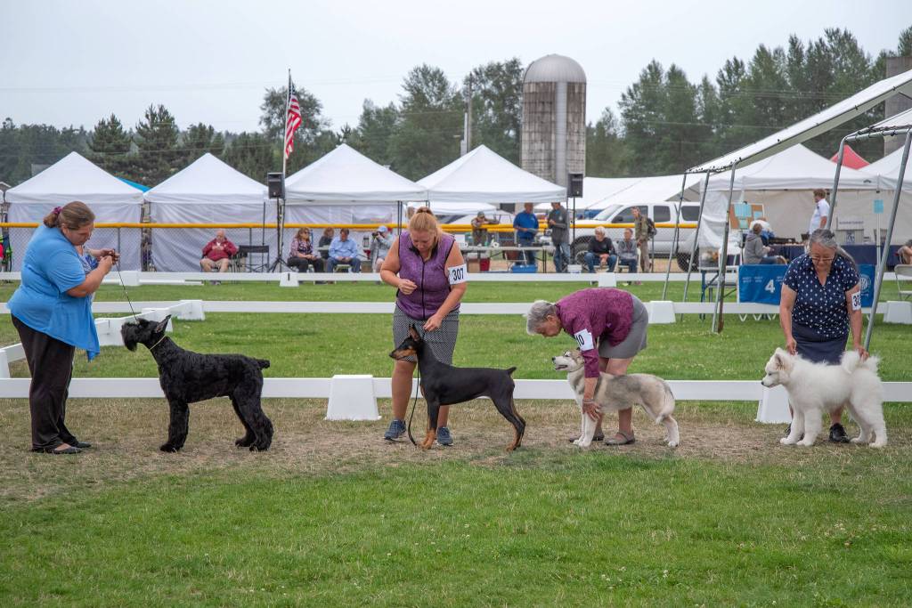 Dogs line up in the best puppy division on Saturday, July 31, at the Hurricane Ridge Kennel Club Dog Show at Carrie Blake Community Park in Sequim. Sequim Gazette photo by Emily Matthiessen