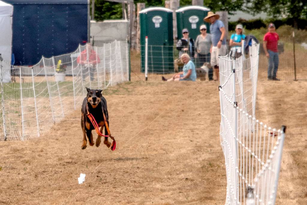 This dog was so eager to race at the Fast CAT in the Hurricane Ridge Kennel Club Dog Show on Aug. 1 that he broke through the barrier, knocked a woman down and ran with his leash. Sequim Gazette photo by Emily Matthiessen