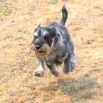 Ryker, a standard Schnauzer belonging to Jane Walker of Bothell chases the white plastic in the Fast CAT speed test during Hurricane Ridge Kennel Clubs Dog Show at Carrie Blake Community Park in Sequim on Aug 1. Sequim Gazette photo by Emily Matthiessen