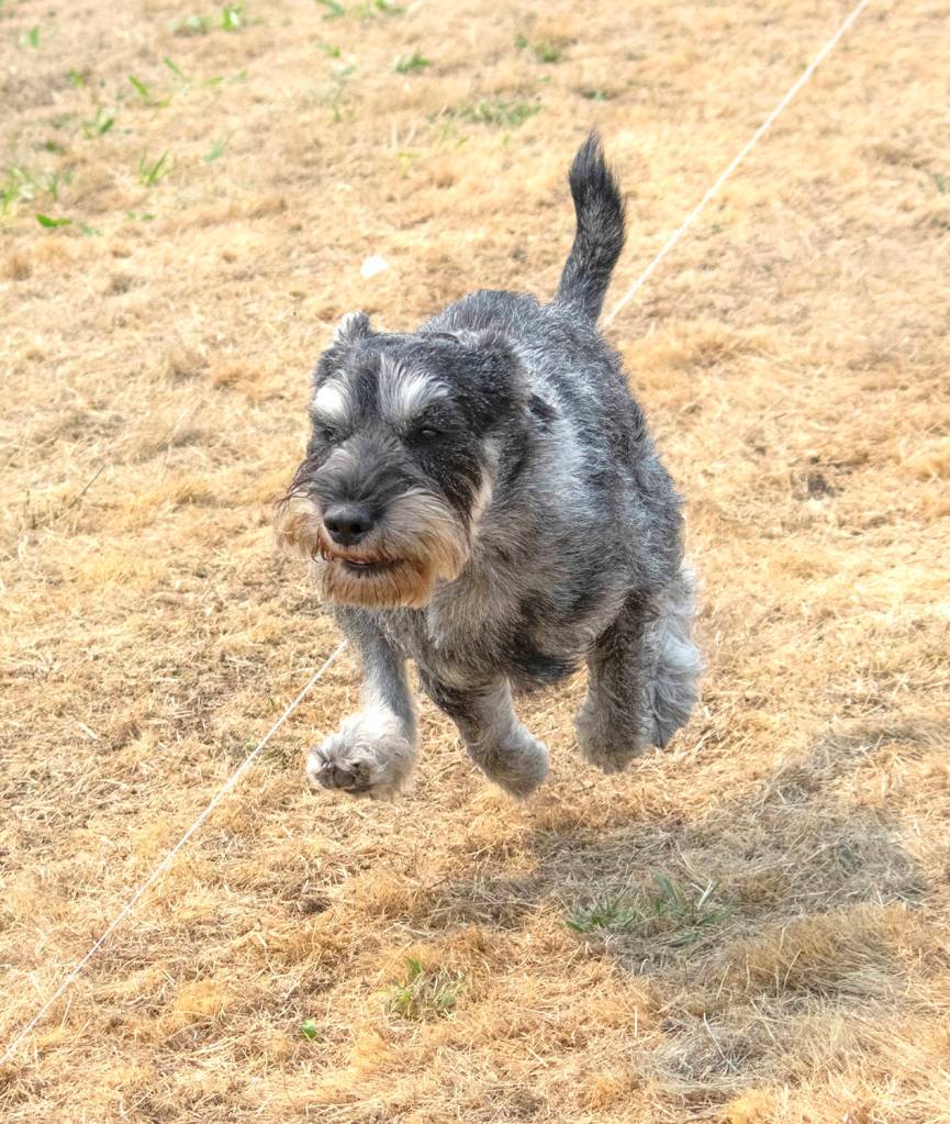 Ryker, a standard Schnauzer belonging to Jane Walker of Bothell chases the white plastic in the Fast CAT speed test during Hurricane Ridge Kennel Clubs Dog Show at Carrie Blake Community Park in Sequim on Aug 1. Sequim Gazette photo by Emily Matthiessen
