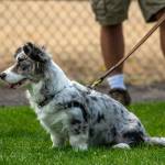 Five-and-a-half-month-old old Presto, a Cardigan Welsh Corgi with a tail attended Hurricane Ridge Kennel Club with Ann Ruggles as a practice in socialization rather than competing on Aug. 1 at Carrie Blake Community Park in Sequim. Sequim Gazette photo by Emily Matthiessen