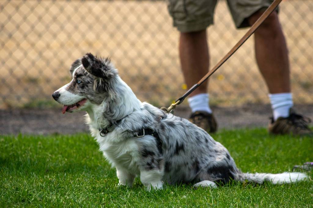 Five-and-a-half-month-old old Presto, a Cardigan Welsh Corgi with a tail attended Hurricane Ridge Kennel Club with Ann Ruggles as a practice in socialization rather than competing on Aug. 1 at Carrie Blake Community Park in Sequim. Sequim Gazette photo by Emily Matthiessen