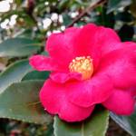 Though good drainage is necessary, camellias need adequate water  particularly during hot, dry spells during the summer months. Photo courtesy of Susan Kalmar