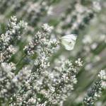 Camouflage Butterfly by Leslie A. Wright.
