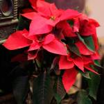 Some manipulation of light and water can help encourage gift plants to bloom during the holiday season. Photo by Sandy Cortez