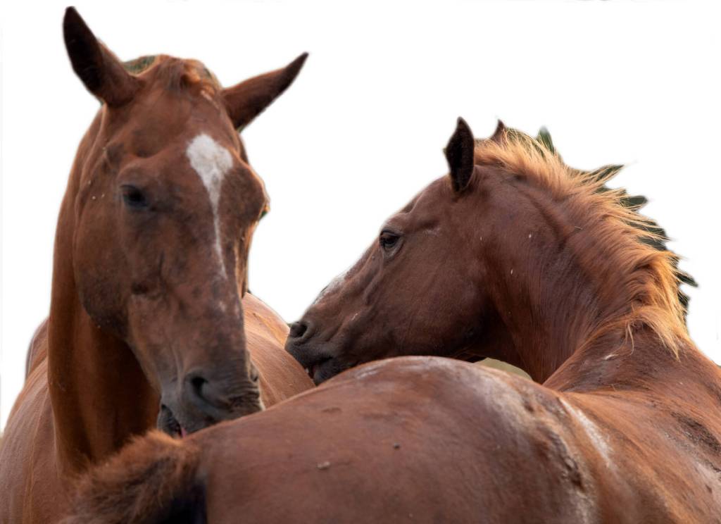 Jack, a horse rescued from the "kill pen" and a friend groom each other at Martha Vaughan's Fox-Bell Events in Port Angeles. Horses are able to retire here and form relationships with each other. Sequim Gazette photo by Emily Matthiessen