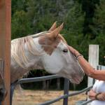 Martha Vaughan strokes Cali, who came from a kill pen at Fox-Bell Events in Port Angeles. Sequim Gazette photo by Emily Matthiessen