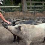 Hank and Hickory, adopted by Martha Vaughan from the Oregon Pig Rescue, interact with contractor Brian Pace at Fox-Bell Events. Hank and Hickory came from a hoarding situation that involved 200 pigs. Sequim Gazette photo by Emily Matthiessen