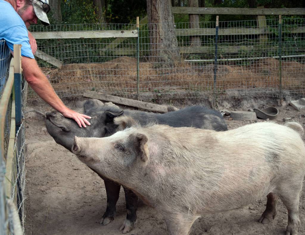 Hank and Hickory, adopted by Martha Vaughan from the Oregon Pig Rescue, interact with contractor Brian Pace at Fox-Bell Events. Hank and Hickory came from a hoarding situation that involved 200 pigs. Sequim Gazette photo by Emily Matthiessen