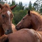 Jack, a horse rescued from the kill pen and a friend groom each other at Martha Vaughans Fox-Bell Events in Port Angeles. Horses are able to retire here and form relationships with each other. Sequim Gazette photo by Emily Matthiessen