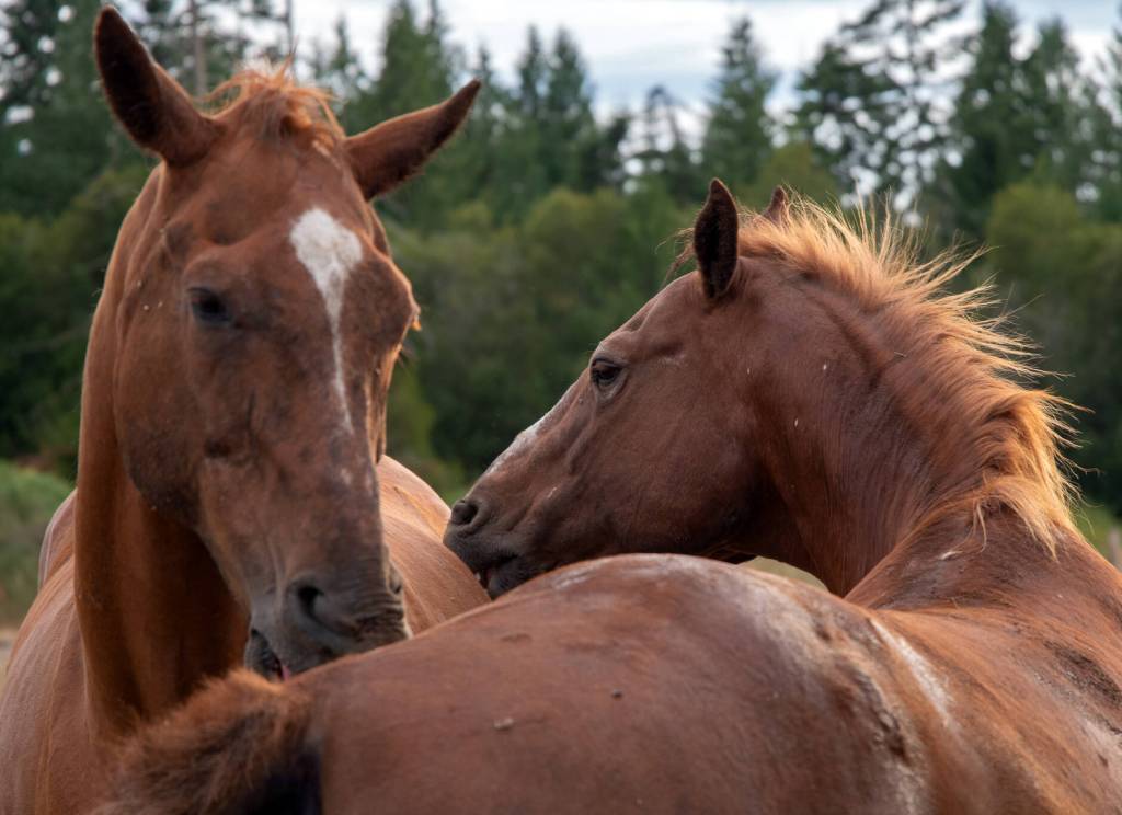 Jack, a horse rescued from the kill pen and a friend groom each other at Martha Vaughans Fox-Bell Events in Port Angeles. Horses are able to retire here and form relationships with each other. Sequim Gazette photo by Emily Matthiessen