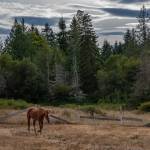 Fox-Bell Events, where horses go to retire, also hosts a healthy population of wild animals and plants. Sequim Gazette photo by Emily Matthiessen