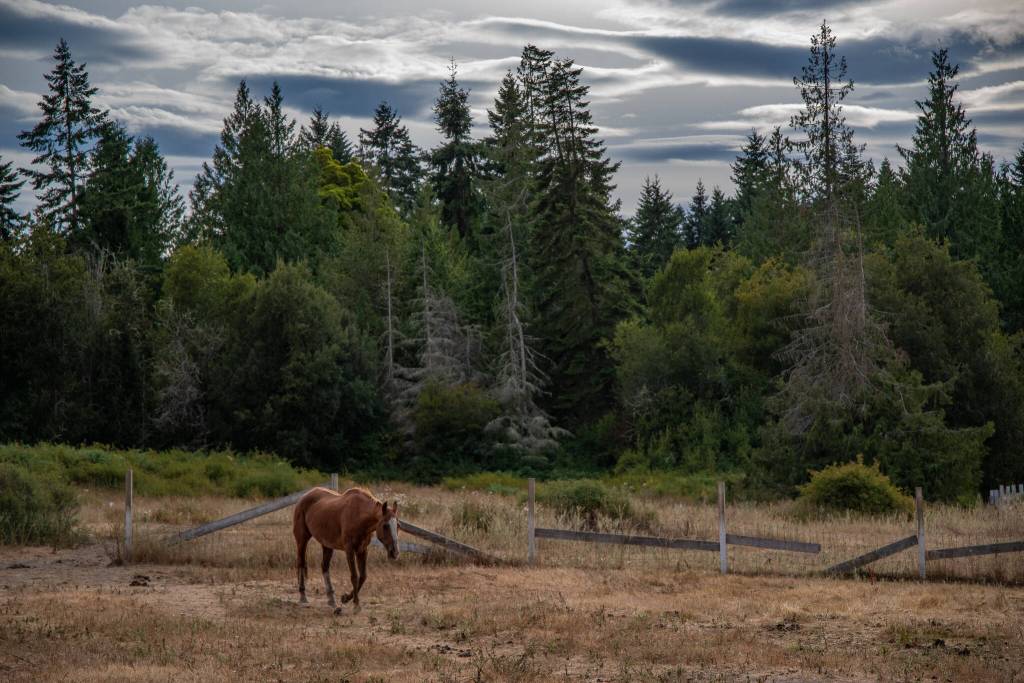 Fox-Bell Events, where horses go to retire, also hosts a healthy population of wild animals and plants. Sequim Gazette photo by Emily Matthiessen
