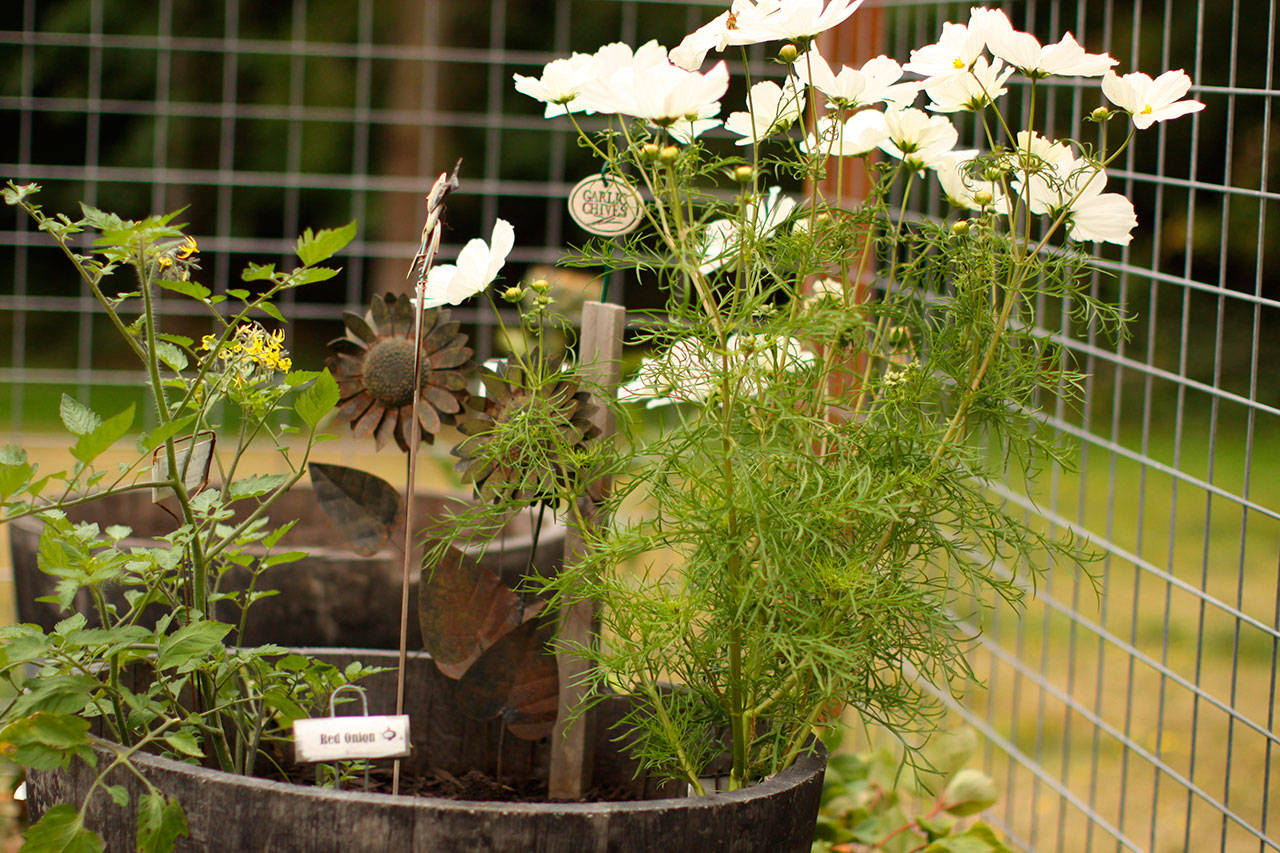 A self-sowing Cosmos plant blooms. Often called volunteers, self-sowing plants produce seeds so hardy that they drop to the ground in autumn and pop up on their own in spring. Photo by Sandy Cortez