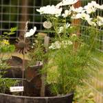 A self-sowing Cosmos plant blooms. Often called volunteers, self-sowing plants produce seeds so hardy that they drop to the ground in autumn and pop up on their own in spring. Photo by Sandy Cortez