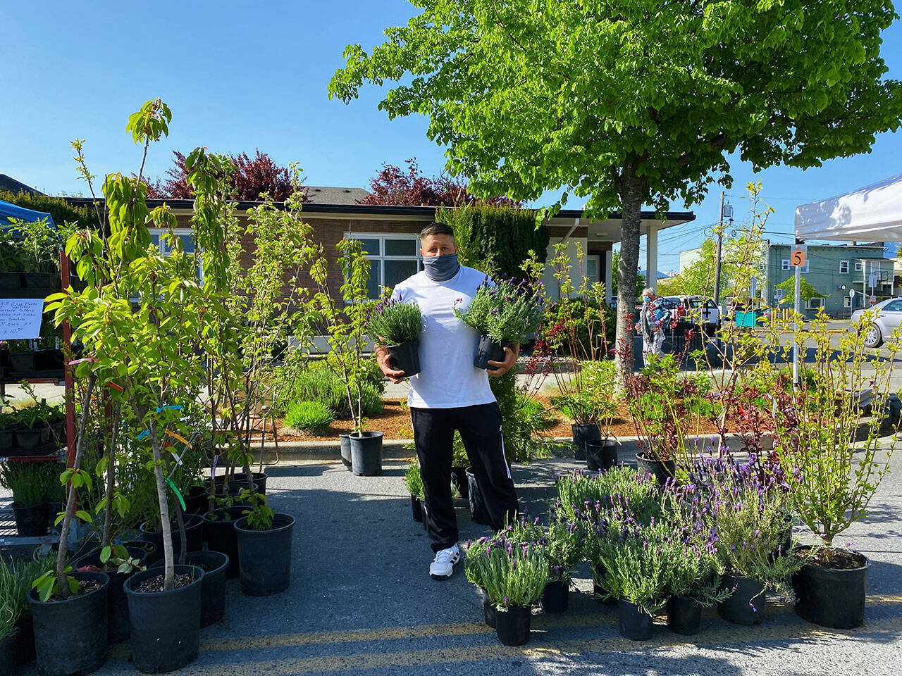 Octavio Gonzalez displays nursery plants at the Oceanside Nurseries booth at the Sequim Farmers & Artisans Market. Photo by Emma Jane EJ Garcia