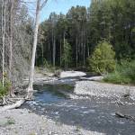 The Dungeness River in late August. Sequim Gazette photo by Michael Dashiell