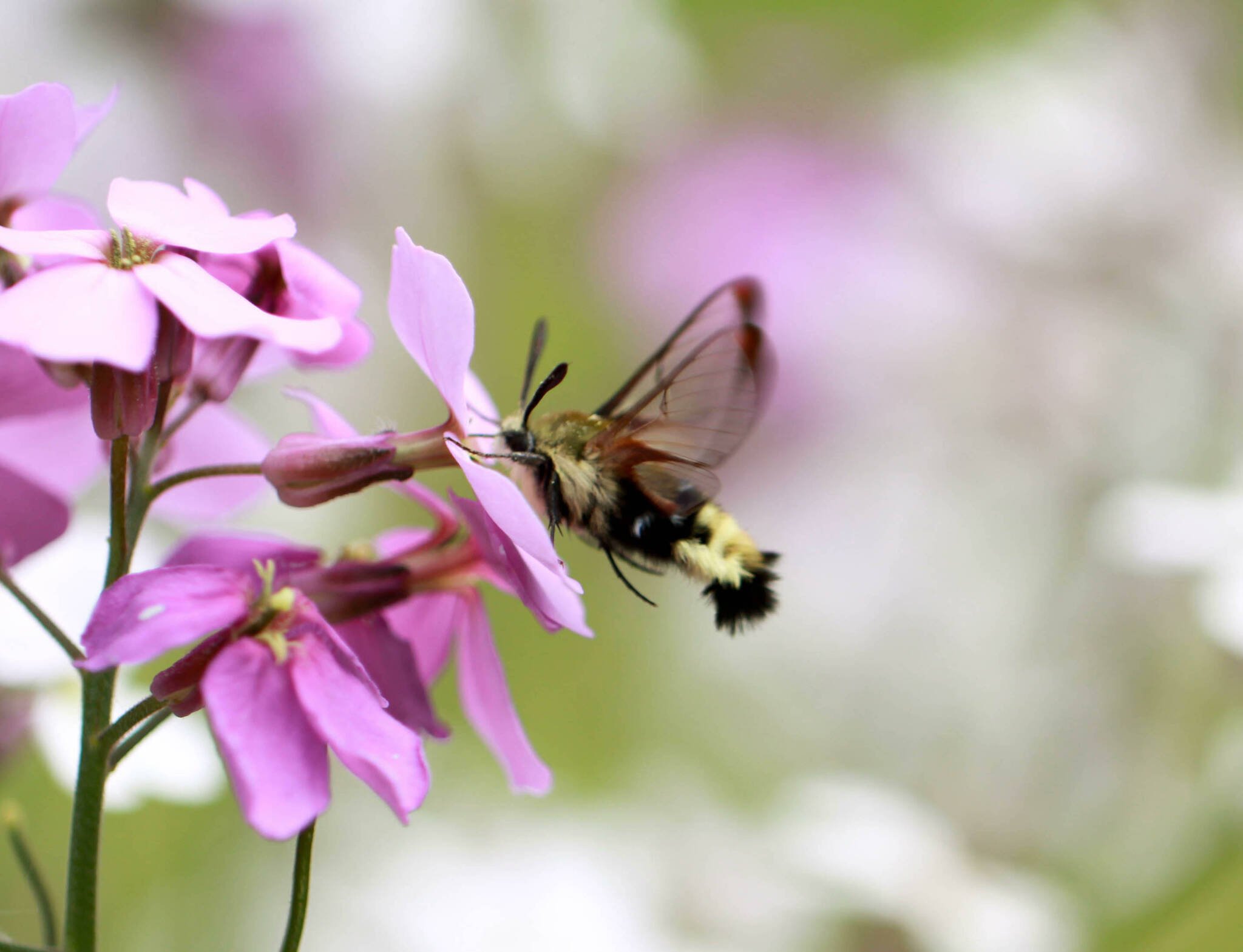 Pictured is Hemaris thetis, daytime active moth that is sometimes referred to as a bumblebee moth. Photo by Sandy Cortez