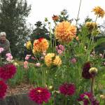 Mary Crook picks flowers at the Sequim Botanical Garden. Join a Work to Learn party on Sept. 25 at the garden, at Carrie Blake Community Park near the James Center for the Performing Arts bandshell. Submitted photo