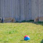 Buck and Pula the 18-month-old Anataolians, are "very terrified of people," according to Melanie Marshall of Sequim's WAG dog rescue. "They came from a farm out west with too many dogs. We have individual volunteers that come in with them and teach them how to use a harness, be touched, take treats from our hands, and to be brushed." Sequim Gazette photo by Emily Matthiessen