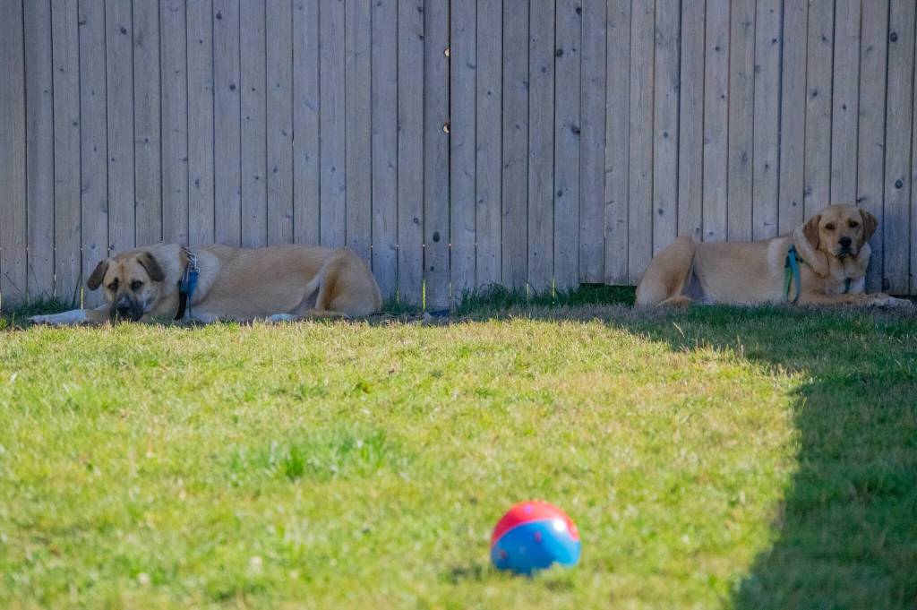 Buck and Pula the 18-month-old Anataolians, are "very terrified of people," according to Melanie Marshall of Sequim's WAG dog rescue. "They came from a farm out west with too many dogs. We have individual volunteers that come in with them and teach them how to use a harness, be touched, take treats from our hands, and to be brushed." Sequim Gazette photo by Emily Matthiessen
