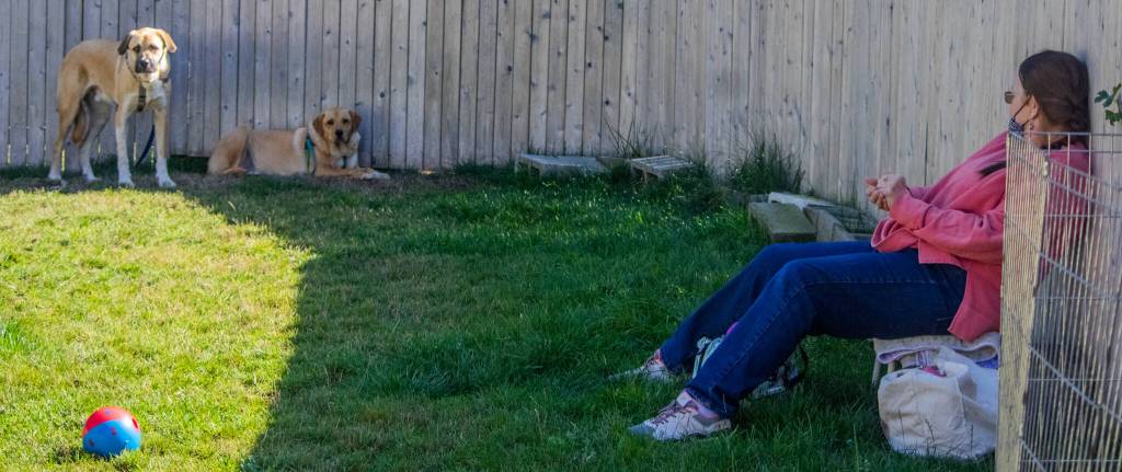 Janice Miller observes Buck and Pula the young Anatolians. According to Melanie Marshall of WAG, Janice spends a lot of time helping these fearful dogs become accustomed to interacting with people. Sequim Gazette photo by Emily Matthiessen