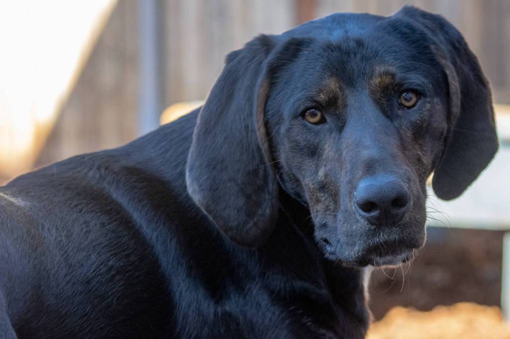 Hank the 16-month-old hound is the sweetest loving little boy ever, according to Melanie Marshall of WAG, Sequims rescue and rehabilitation non-profit. She said that Hank wasnt abused  he was just living with people who didnt have the capability to take care of him the way he needs. Keeping him exercised is his main thing. He loves other dogs and he loves people. Sequim Gazette photo by Emily Matthiessen